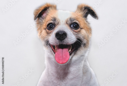 Portrait of a dog looking into the camera with its mouth open and tongue out. The dog is isolated on a white background