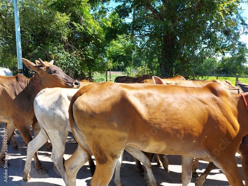 Group of many cows is walking on the concrete road in Thailand