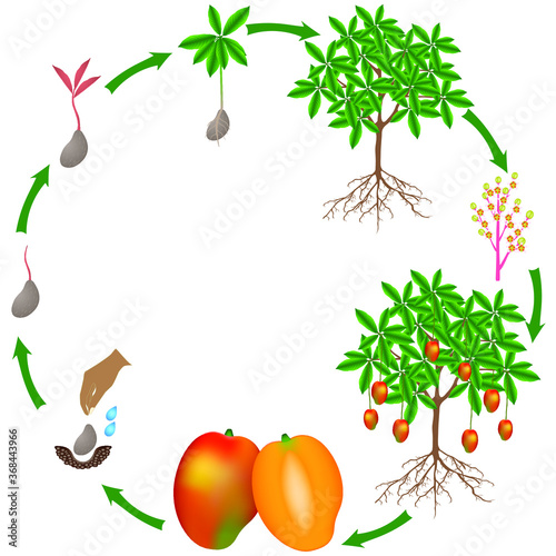 Life cycle of a mango plant on a white background.