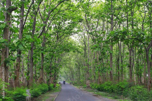 Road in the middle of lush forest
