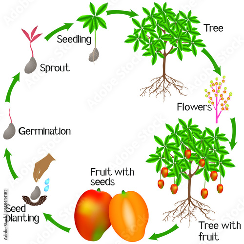 Cycle of a mango plant growth isolated on white background.