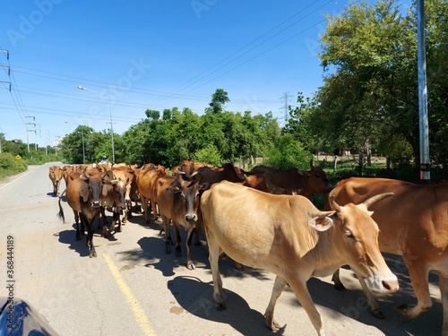 Group of many cows is walking on the concrete road in Thailand