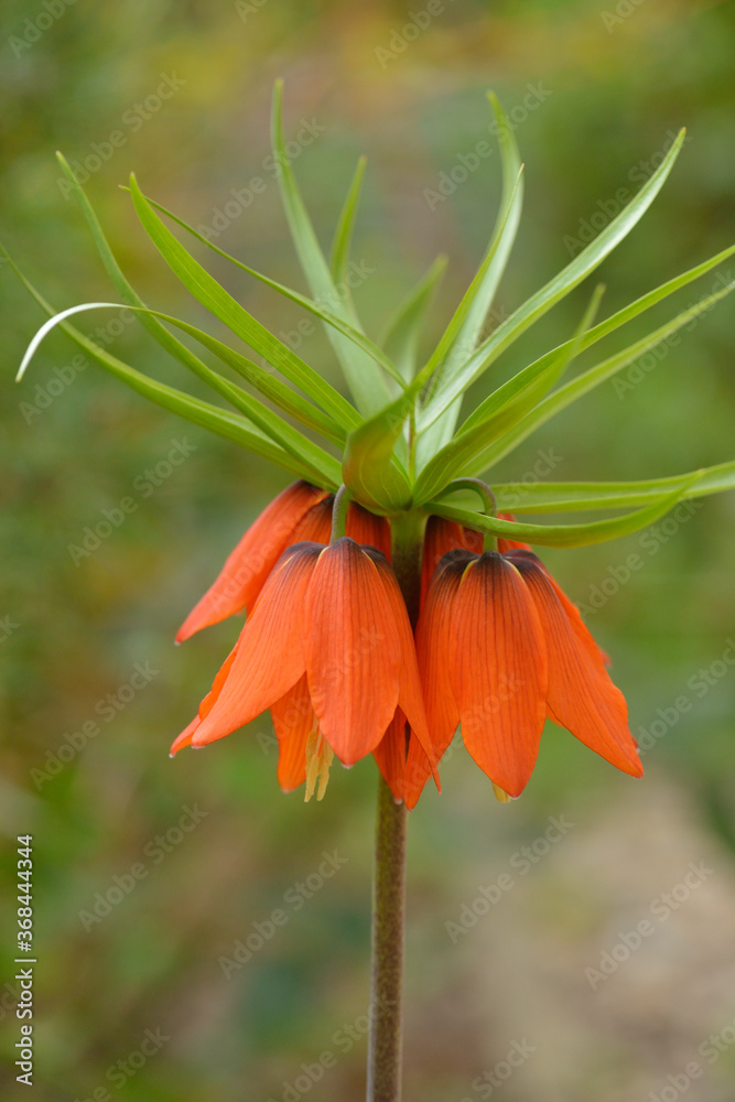 Blüten der Kaiserkrone (Fritillaria imperialis) Blüten der Kaiserkrone (Fritillaria imperialis)