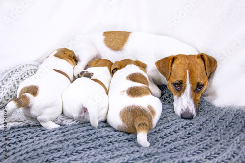 feeding tired dog Jack Russell Terrier falls asleep while feeding, his puppies on a knitted blanket