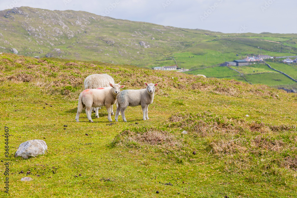 Obraz premium Beara peninsula, Ireland