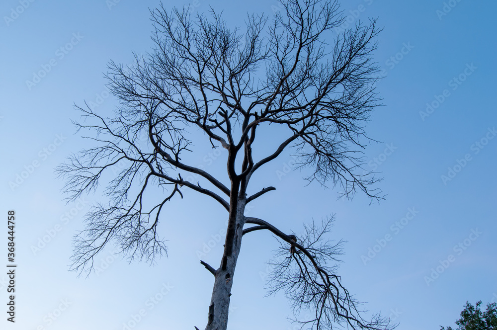 Fototapeta premium tree in the sky
