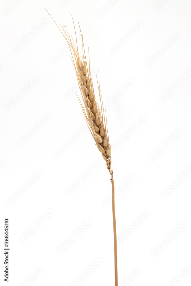 Ear of barley over the white background. Ear of barley over the white background.