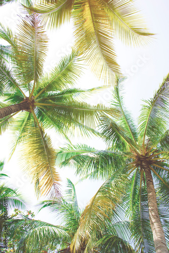 Fototapeta Naklejka Na Ścianę i Meble -  Detail of coconut trees with soft light background or vintage style.
