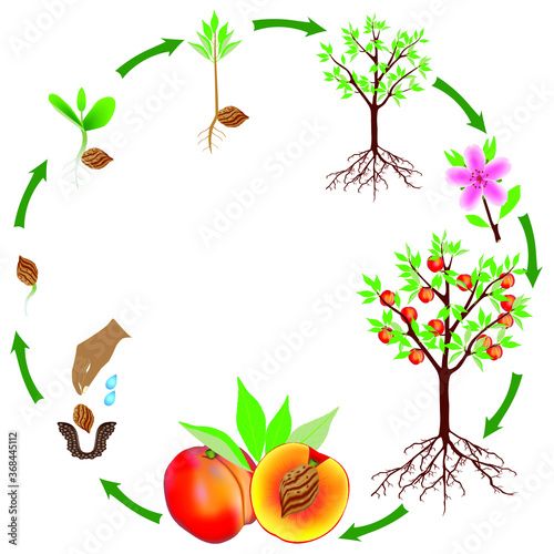 Life cycle of a peach plant on a white background.