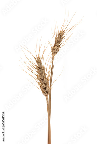 Ear of barley over the white background.