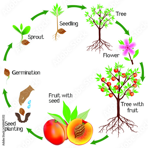 Cycle of a peach plant growth isolated on white background.