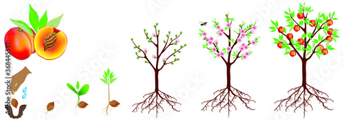 A growth cycle of a peach plant is isolated on a white background.