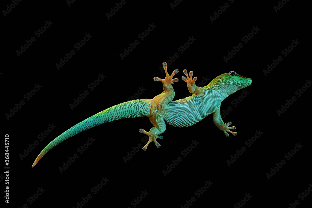 Naklejka premium Green gecko on a glass, isolated on a black background, bottom view