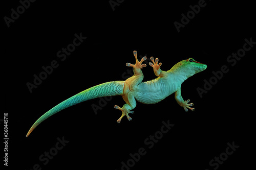 Green gecko on a glass  isolated on a black background  bottom view