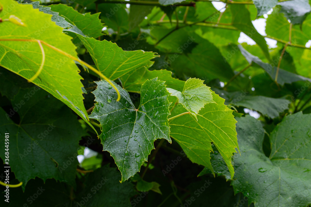 green grape leaves in water drops green grape leaves in water drops