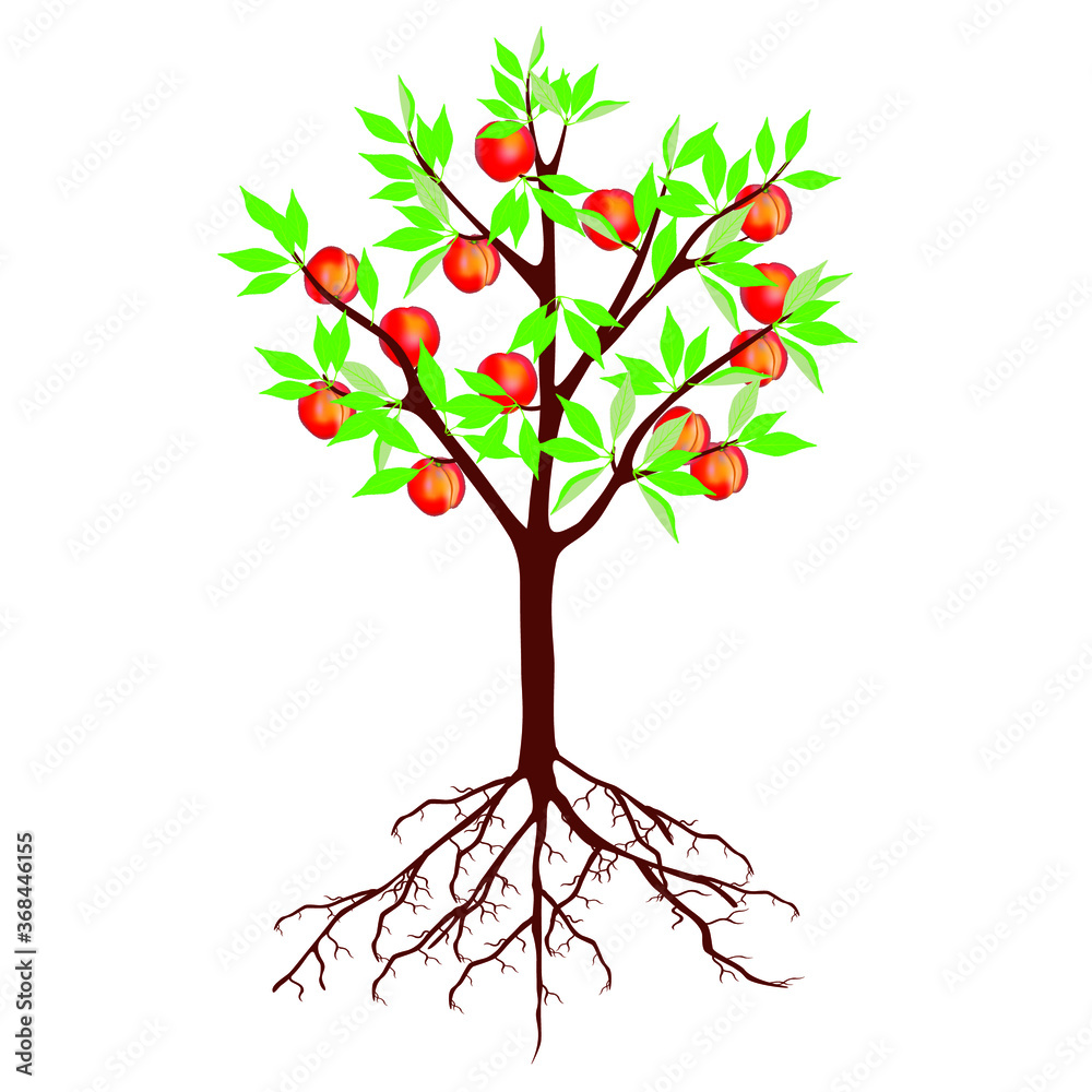 Tree with peaches and roots on a white background.