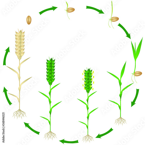 Life cycle of a wheat plant plant on a white background.