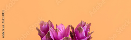 Purple turmeric flowers on orange background