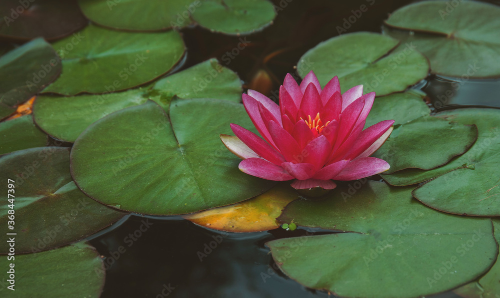 Water lily nymphaea on the pond Water lily nymphaea on the pond