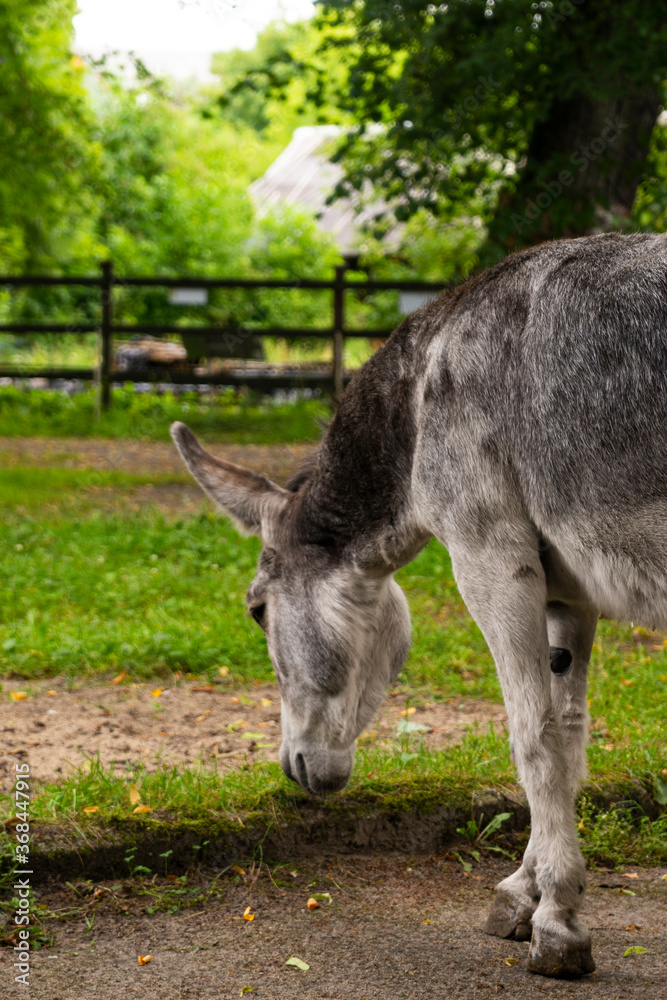 a young grey donkey among the greenery on a farm, copyspace a young grey donkey among the greenery on a farm, copyspace