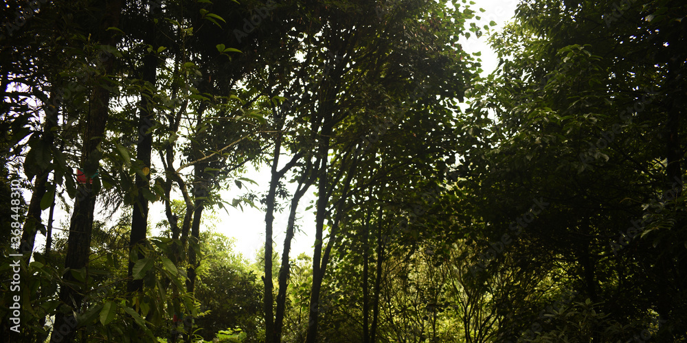Fototapeta premium Few Amount of Sunshine Are Coming Through The Very Dense Green Forest Near Mawsmai Cave In Meghalaya In India