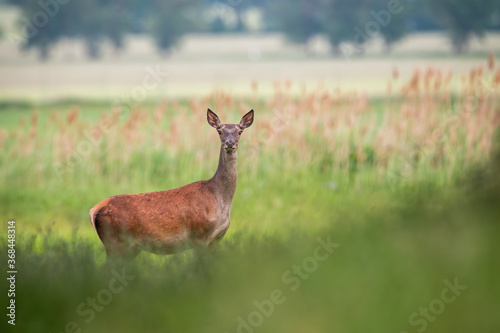 Fototapeta Naklejka Na Ścianę i Meble -  Red deer, cervus elaphus, female standing on meadow in summer nature. Wild hind looking to the camera on reed with blurred background. Herbivore animal watching on green field.