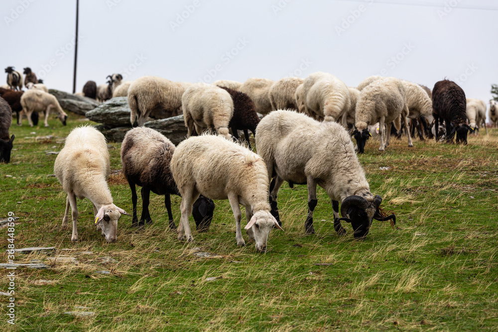 Fototapeta premium sheep and goat pastures