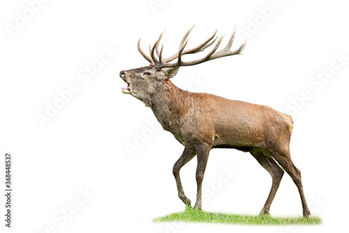 Dominant red deer, cervus elaphus, stag with massive antlers roaring in rutting season isolated on white background. Territorial male mammal calling with open mouth and challenging opponents
