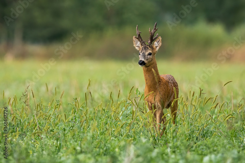 Vital roe deer, capreolus capreolus, buck standing on meadow in summer nature. Territorial roebuck with massive antlers looking on field from front. Wild mammal watching on grassland with copy space.