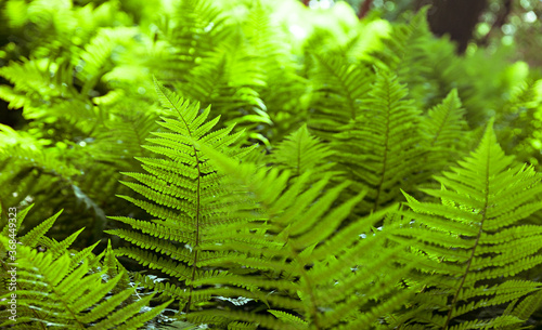 Fern in the forest  illuminated by the sun
