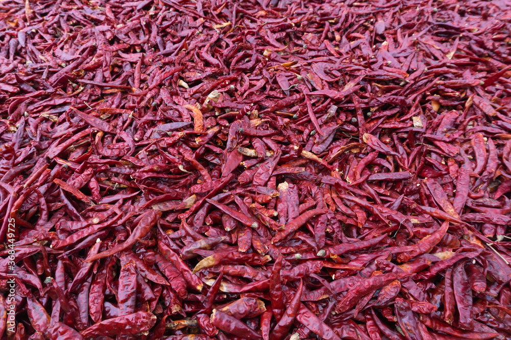 Fototapeta premium Dried chilies that are dried in the sun.