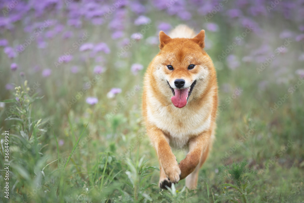 Crazy and happy red shiba inu dog running in the violet flowers field. Phacelia blossoms. Beautiful japanese dog Crazy and happy red shiba inu dog running in the violet flowers field. Phacelia blossoms. Beautiful japanese dog