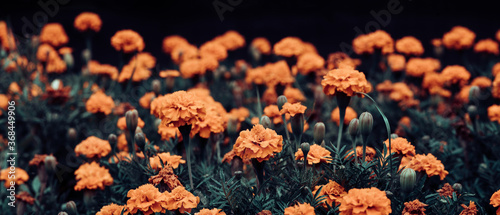 Dark floral background. Bright orange blooming tagetes on a dark background. Defocus.