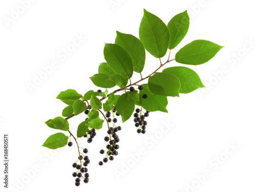 Prunus Padus Medicinal and Culinary Plant Leaf and Fruit. Also Known as Bird Cherry, Hackberry, Hagberry, or Mayday Tree. Isolated on White Background. photo