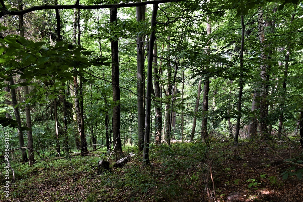 Obraz premium Las w górach