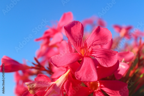 Beautiful pink tropical flower on a background of sky. Floral background, texture