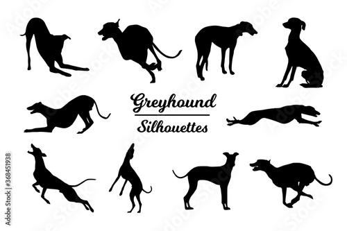 Foto Greyhound dog silhouettes. Black and white outline