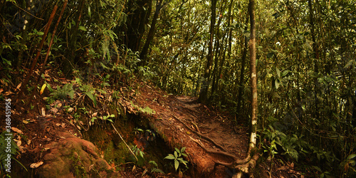 Few Amount of Sunshine Are Coming Through The Very Dense Green Forest Near Wei Sawdong Falls In Meghalaya In India photo