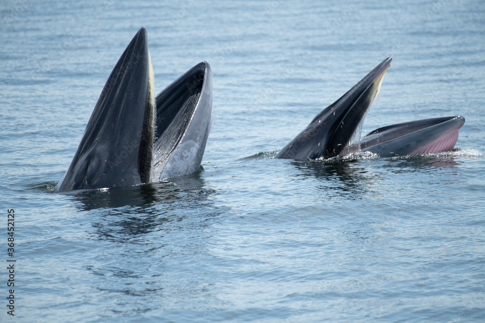 Fototapeta premium Brydes whale, Eden's whale Mother is teaching children to catch the fish.