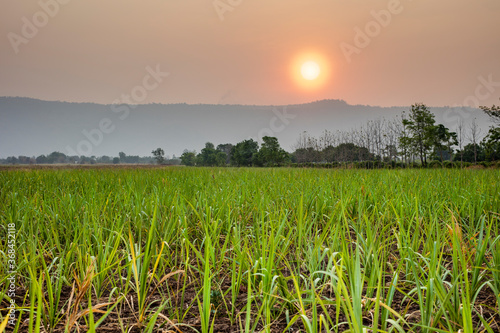 Green Rice Field in Phitsanulok  Thailand