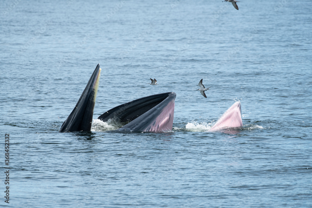 Fototapeta premium Brydes whale, Eden's whale Mother is teaching children to catch the fish.