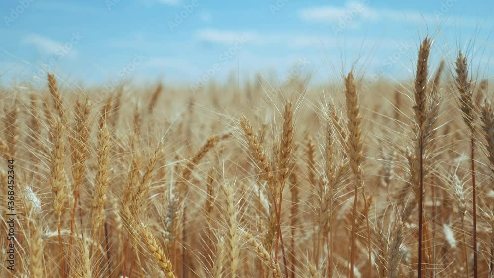 wheat field with ears of corn and grains a background. concept agriculture harvesting eco farming. farmland golden beautiful ears of wheat close-up lifestyle