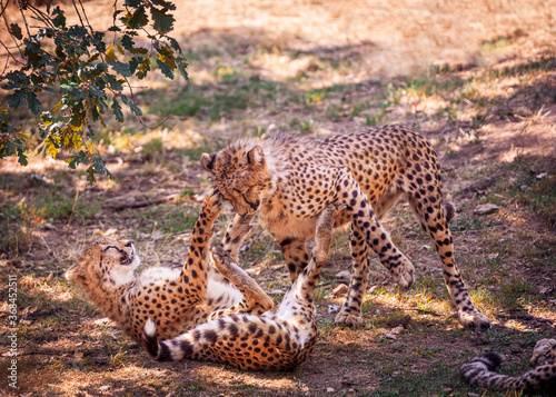 cheetahs siblings playing