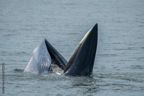 Brydes whale, Eden's whale Mother is teaching children to catch the fish.