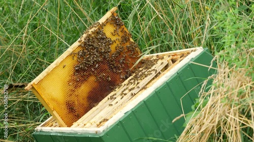 Frame of a bee hive on top of bee hive box