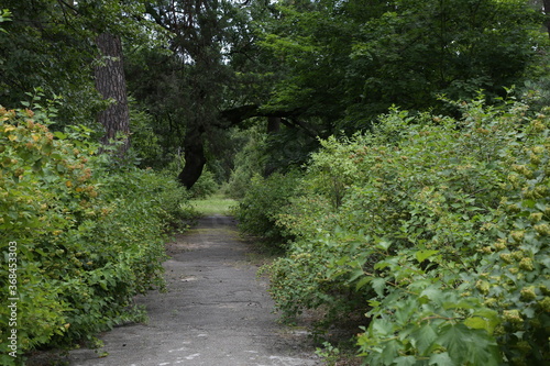 Fototapeta Naklejka Na Ścianę i Meble -  asphalt road among the trees in the forest