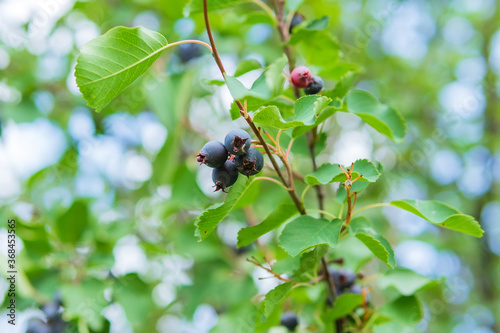 decorative fruit bushes of Saskatoon berries inky hue, as the source for design. Pacific serviceberry, western serviceberry on the branches