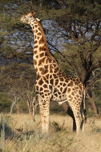 Giraffe eating from a tree  Namibia  Africa