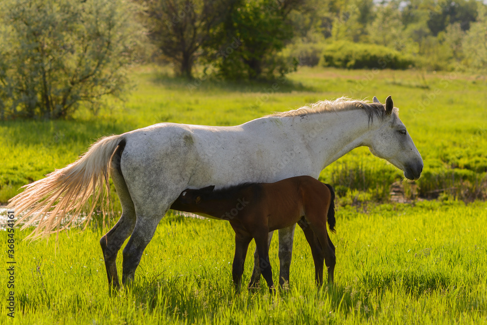 Horses on the meadow on spring