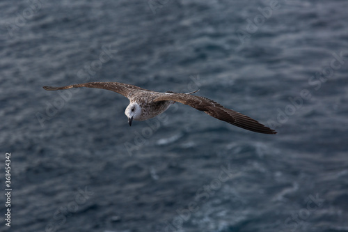 seabirds in flight